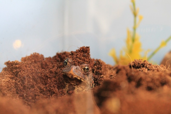 You may even find yourself eye to eye with a toad!