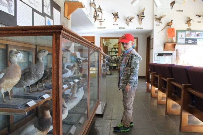 The Center houses an impressive variety of mounted animals on display